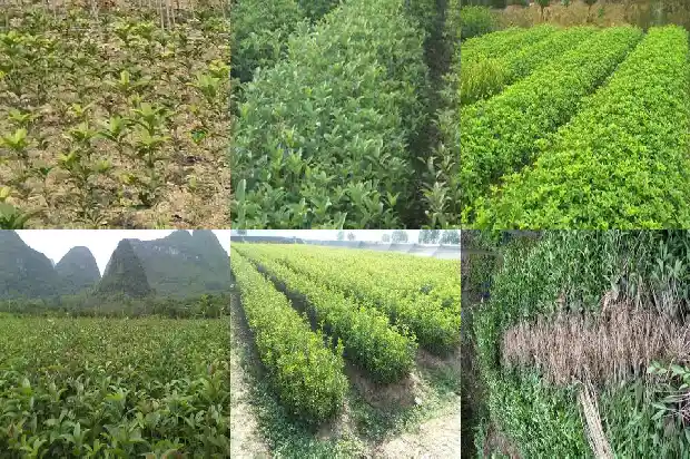 桂花苗盆栽用肥料吗1686874727117