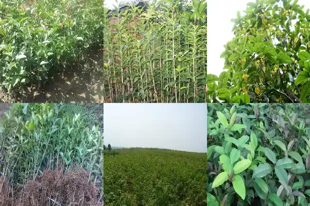 桂花树苗追肥用什么肥好1686874746900