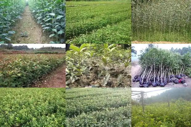 桂花树苗追肥用什么肥好1686874746947