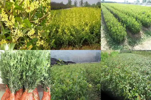 桂花原生苗好还是嫁接苗好呢1686874767247