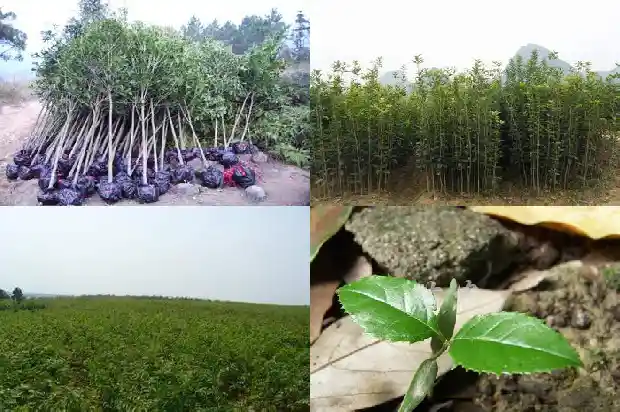 桂花原生苗好还是嫁接苗好呢1686874767295