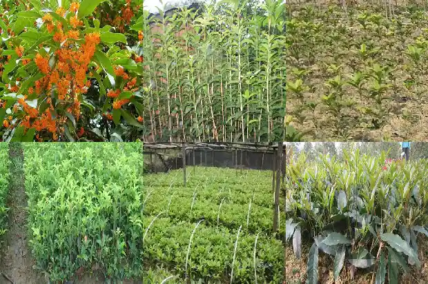 桂花原生苗好还是嫁接苗好呢1686874767343