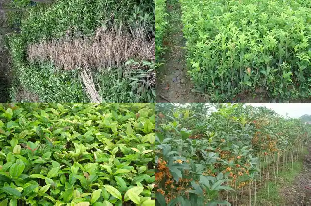 桂花原生苗好还是嫁接苗好呢1686874767390