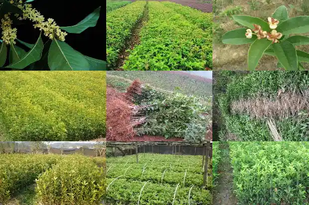 桂花原生苗在北方能成活吗?1686874787258