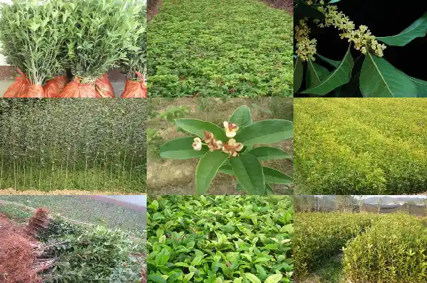 桂花可以扦插繁殖吗1686874847003