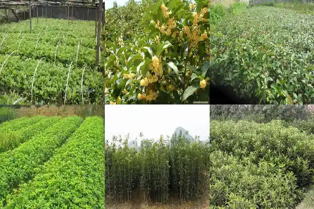 桂花种子能吃吗1686874891240