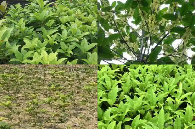 桂花种子能吃吗1686874891292