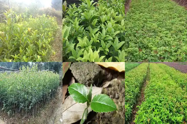桂花种子沙藏的具体细节1686874909090
