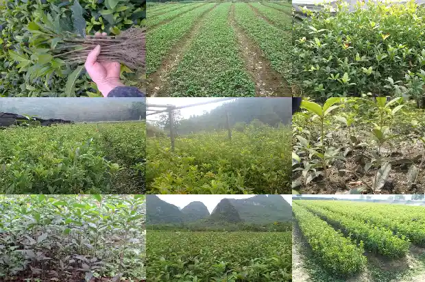 桂花种在院子什么位置好1686874931183