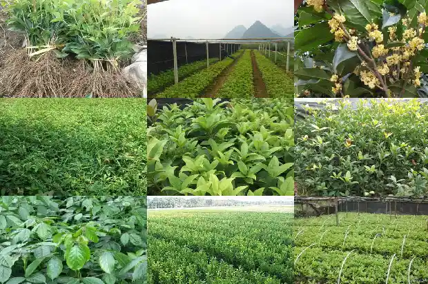 桂花种在院子什么位置好1686874931231