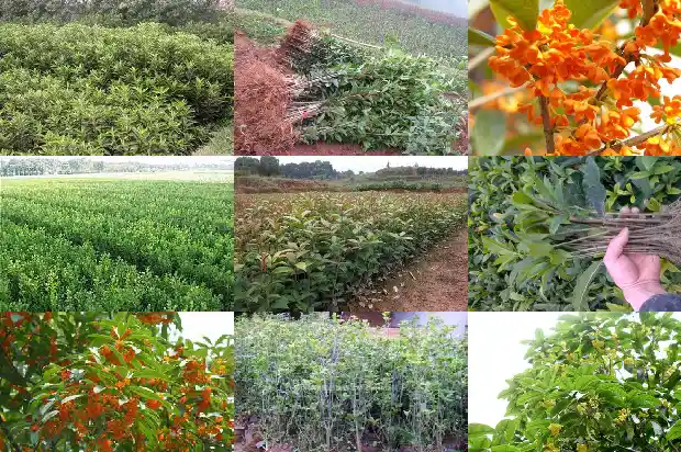 桂花6年苗多大可以移栽成活1686874948831