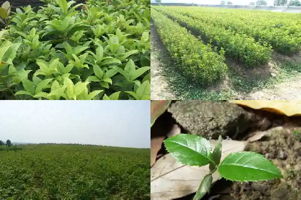 桂花6年苗多大可以移栽成活1686874948878