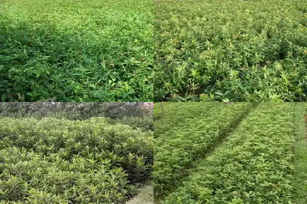 桂花几年的苗最好摘栽1686874970335