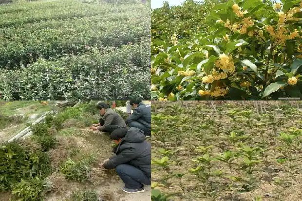 桂花原生苗几年才开花呢怎么回事啊1686874987993