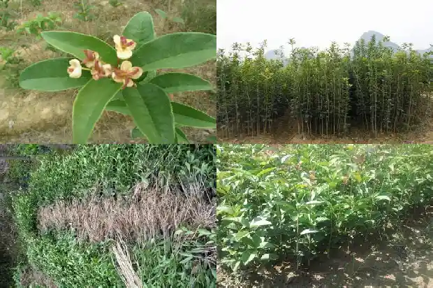 桂花原生苗几年才开花呢怎么回事啊1686874988039