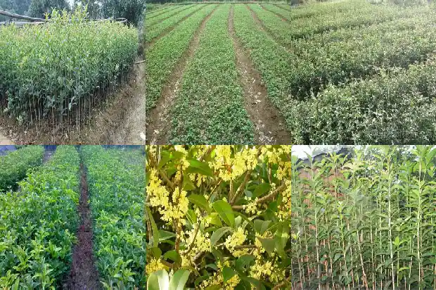 桂花原生苗几年才开花呢怎么回事啊1686874988087