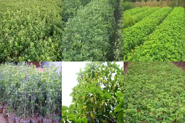 桂花原生苗几年才开花结果呢怎么回事1686875006166