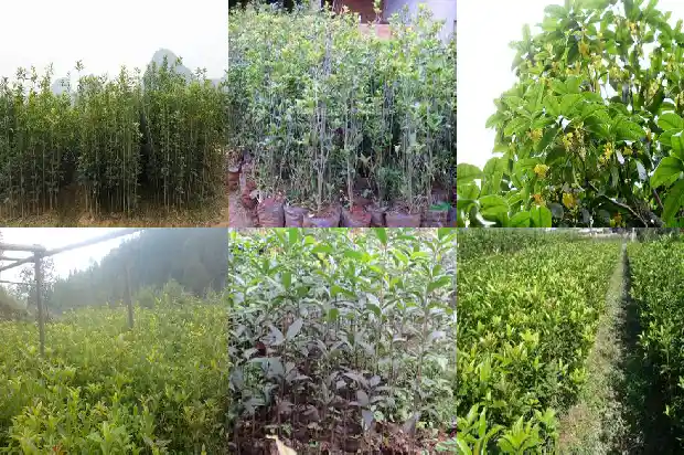 桂花种子播种几年开花结果1686875030468