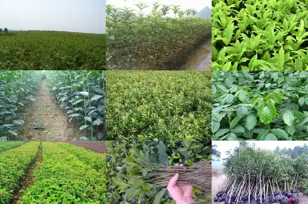 桂花种子播种几年开花结果1686875030515