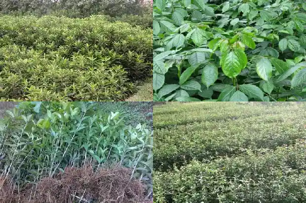 桂花种子播种几年开花结果1686875030563