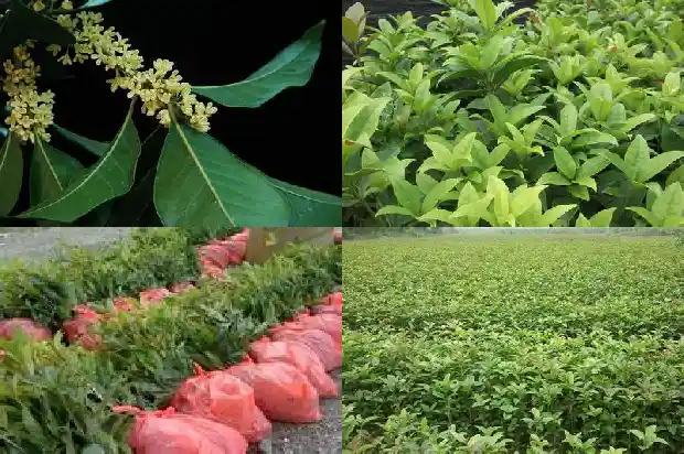 桂花种子几月下种1686875045854