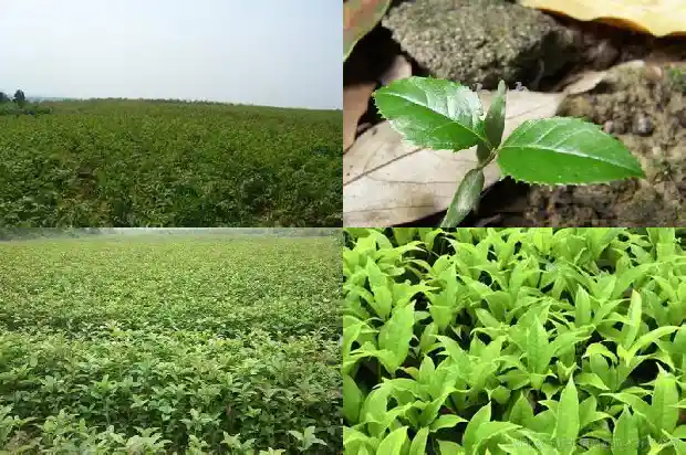 桂花的手绘1688948754898