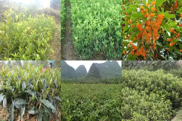 桂花苗一般几年开花结果1686875061368
