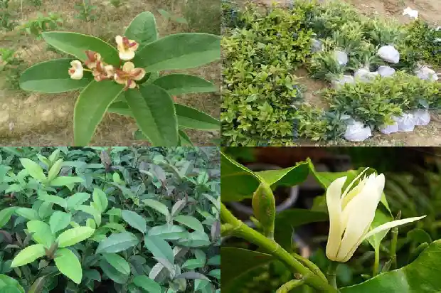 桂花树苗几年才能开花啊1686875099389