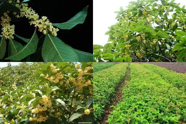 桂花树苗几年才能开花啊1686875099441