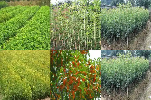 桂花树苗几年才能开花啊1686875099493