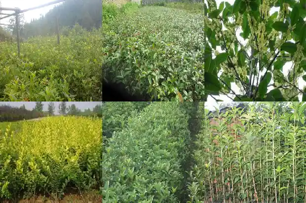 桂花树苗移栽后几年才能开花1686875120558