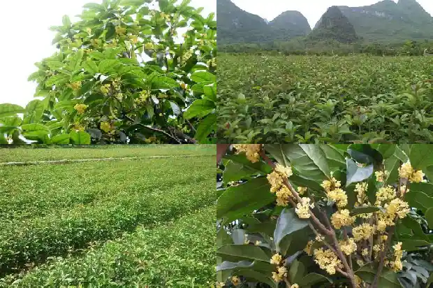 桂花盆栽不开花1686875143907