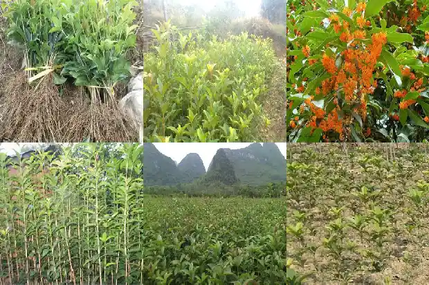 桂花盆栽不开花1686875144002