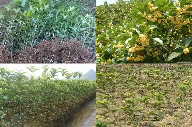 桂花原生苗不开花怎么回事呢1686875161964