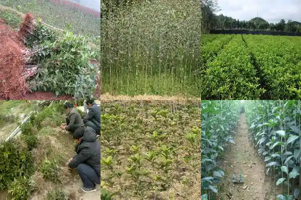 桂花发芽不开花1686875179567
