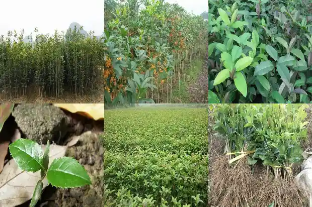 桂花发芽不开花1686875179614