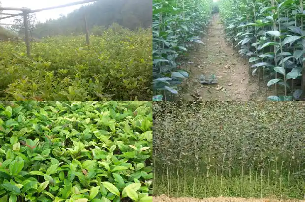 桂花原生苗不开花的原因是1686875197355