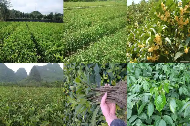 桂花原生苗不开花的原因是1686875197402