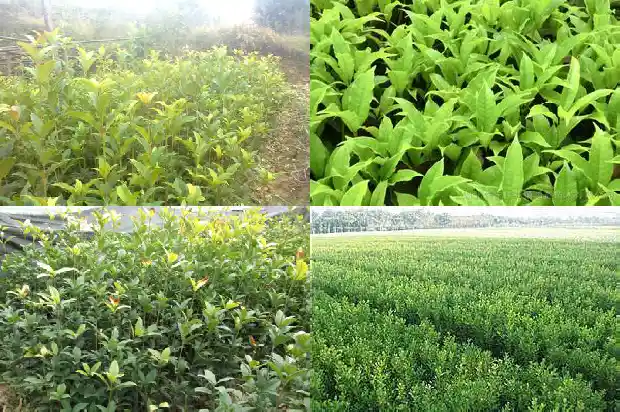 桂花原生苗不开花的原因是1686875197450
