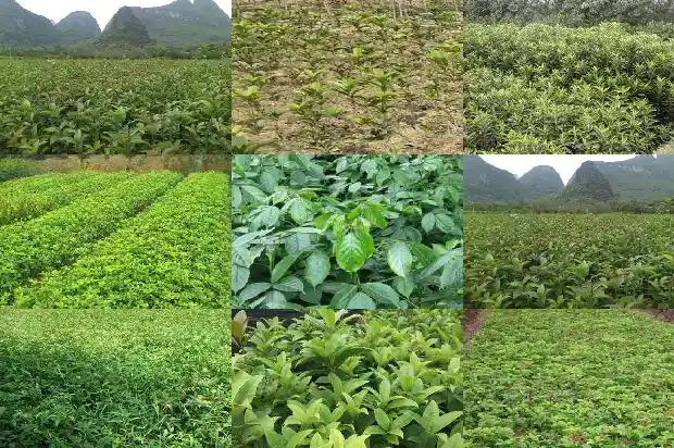 桂花只发芽不开花1686875221670