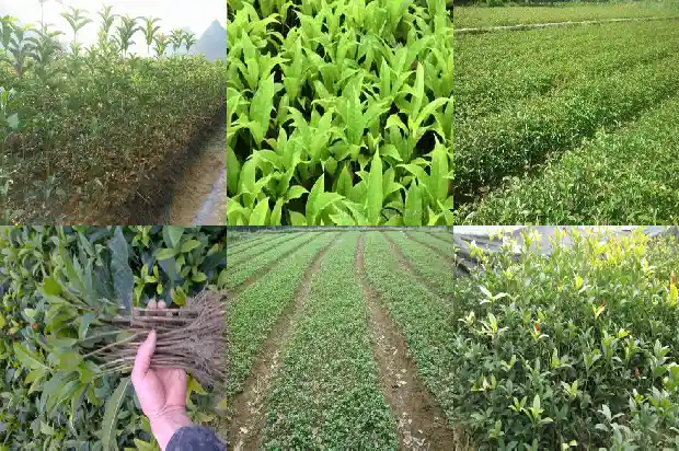 大门口能种桂花树吗好吗1690677385233