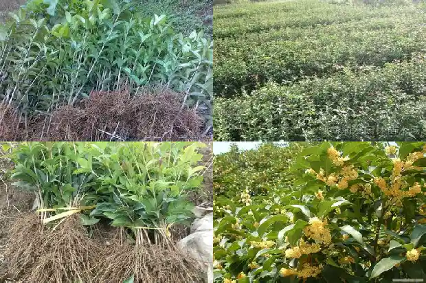 移栽的桂花为什么不开花结果1686875242106