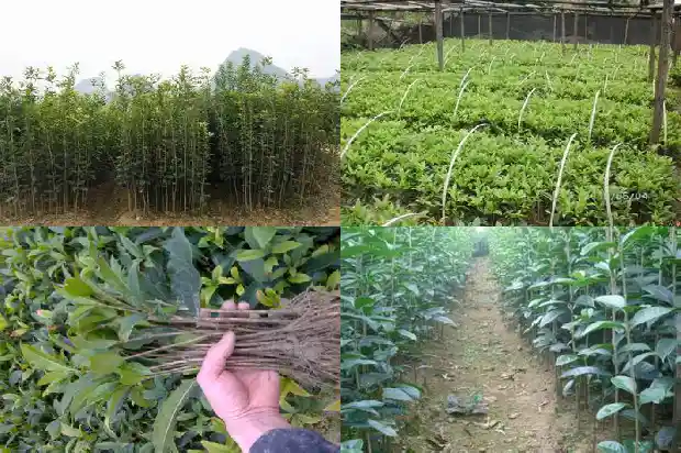 移栽的桂花为什么不开花结果1686875242154