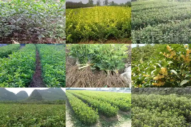 移栽的桂花为什么不开花结果1686875242202