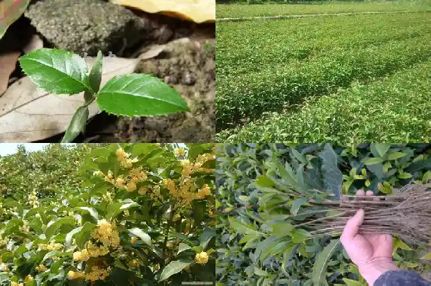 桂花移植了三年还是不开花1686875258153