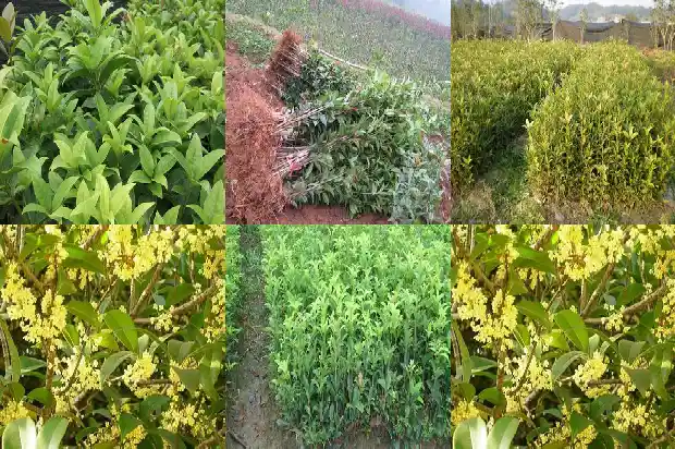 地栽桂花树不开花的解决方法1686875294863