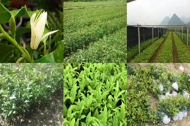 地栽桂花树不开花的解决方法1686875294910