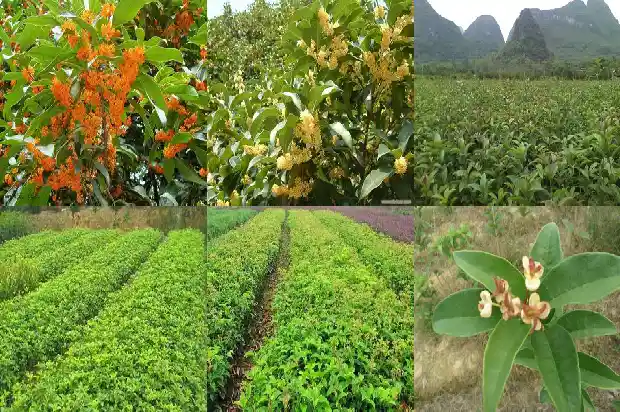 新鲜的桂花可以做香囊吗1689120894373