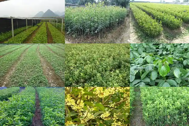 我种的桂花树为什么不开花1686875310389