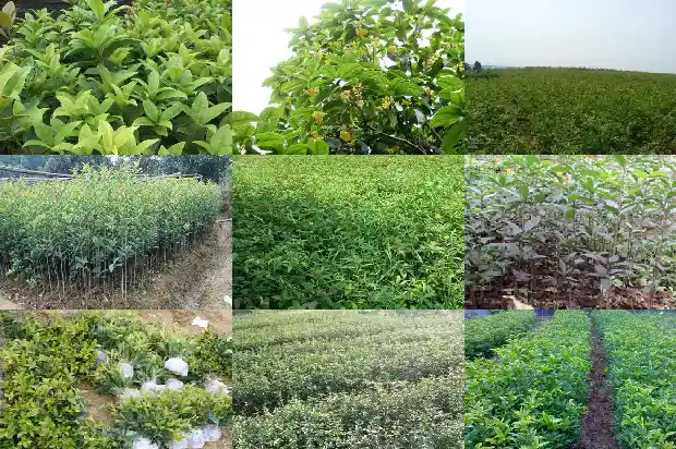 桂花第一年种不开花什么原因1686875329901